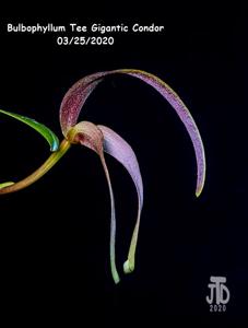 Bulbophyllum Tee Gigantic Condor