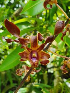 Dendrobium Keyka