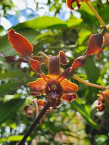 Dendrobium Keyka