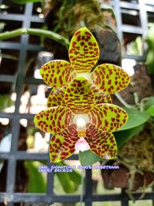 Phalaenopsis gigantea-Jong's Ambotrana Cherry