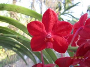 Vandachostylis Roll on Red