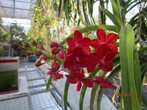 Vandachostylis Roll on Red