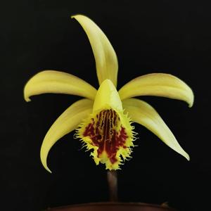 Pleione Shantung