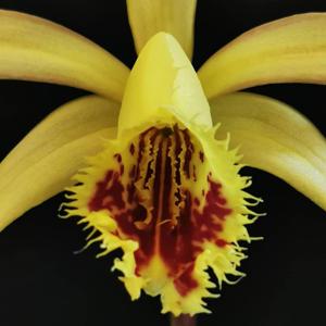 Pleione Shantung