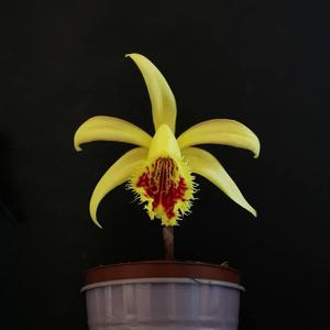 Pleione Shantung