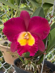 Rhyncholaeliocattleya Hisako Akatsuka