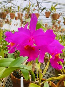 Cattleya Susan Holguin