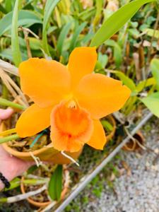 <i>Rhyncattleanthe</i> Carolina D'Or