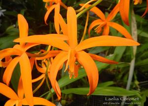 Cattleya Coronet