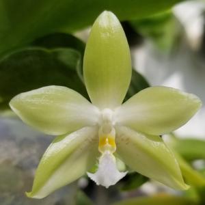 Phalaenopsis Green Valley