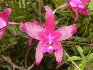 Laelia Splendid Spire