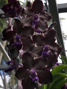 Vanda Motes Purple Rain