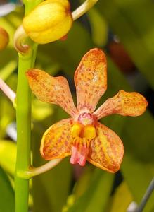 Vanda Portia Doolittle