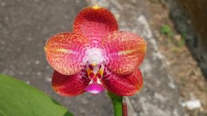 Phalaenopsis Zheng Min Venom