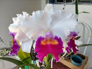 Cattleya Persepolis