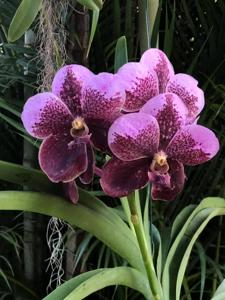 Vanda Lenavat