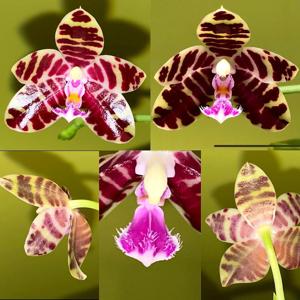 Phalaenopsis gigantea-Corie