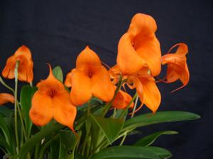 Masdevallia Southern Sun