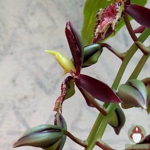 Catasetum Demogorgon