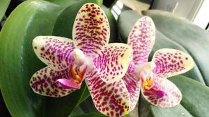 Phalaenopsis Jumbo Goldage