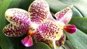 Phalaenopsis Jumbo Goldage