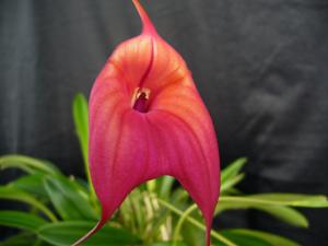 Masdevallia Geneva Royale