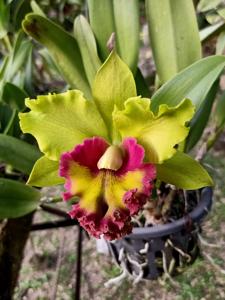 Rhyncholaeliocattleya Chomthong Green