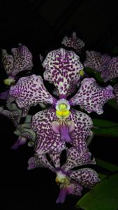 Vanda Motes Damask Rose