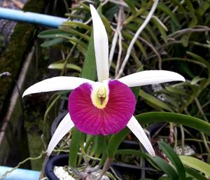 Brassocattleya Yuan Nan Star War