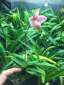 Phragmipedium Misty Run Sunrise