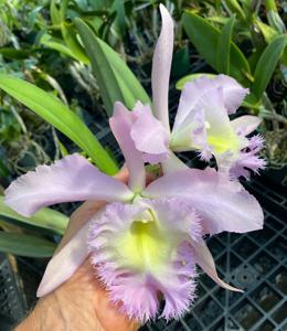 Rhyncholaeliocattleya Wellesleyae