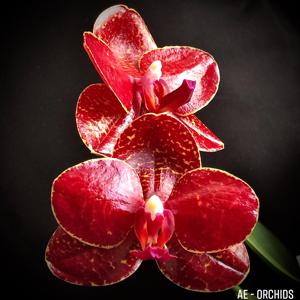 Phalaenopsis Miro Sun