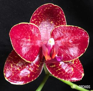 Phalaenopsis Miro Sun