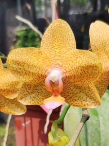 Phalaenopsis Sogo Sunflower