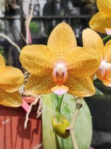 Phalaenopsis Sogo Sunflower