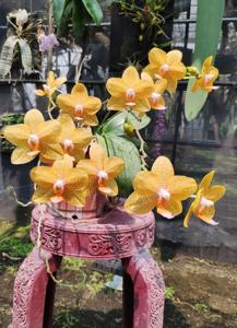 Phalaenopsis Sogo Sunflower