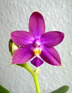 <i>Phalaenopsis</i> OS Penang Queen