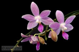 Phalaenopsis Janine