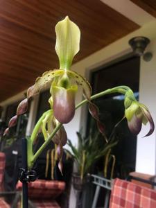 Paphiopedilum Celler Freude