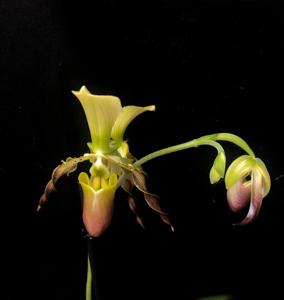 Paphiopedilum Celler Freude