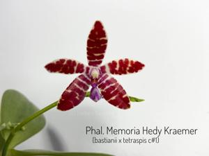 Phalaenopsis Memoria Hedy Kraemer