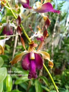 Dendrobium Gnana Thevathasan