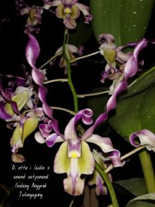 Dendrobium Otto I. Leidin-Anand Satyanand