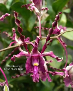 Dendrobium Tan Kheng Lian