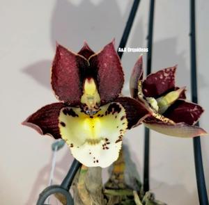 Catasetum Irma Scott