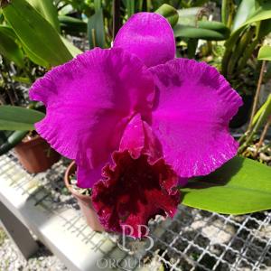 Cattleya João Antonio Nicoli