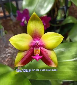 Phalaenopsis Yaphon Yellow Queen