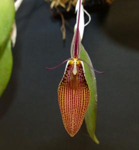 Restrepia Faldouet