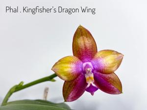 Phalaenopsis Kingfisher's Dragon Wing