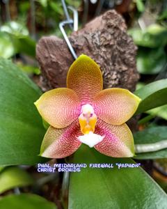 Phalaenopsis Meidarland Firewall